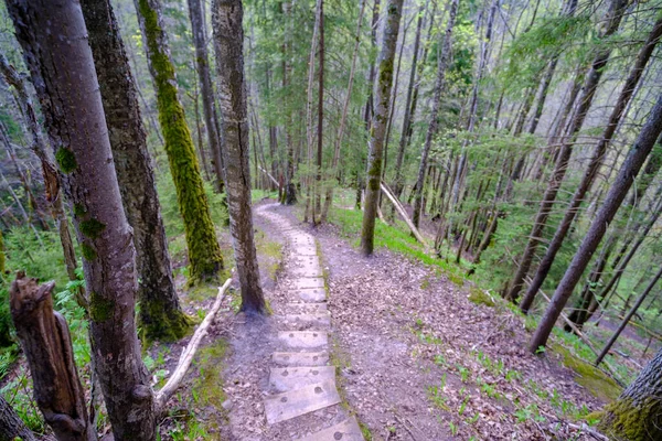 Escadas Madeira Trilhas Para Caminhadas Belas Florestas Letónia Parque Nacional — Fotografia de Stock