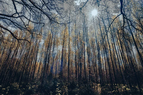 stock image Forest landscape in the forest of Latvia. bottom up view towards the sun