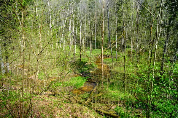 Pequeño Río Fluye Través Los Bosques Vírgenes Letonia Parque Nacional —  Fotos de Stock