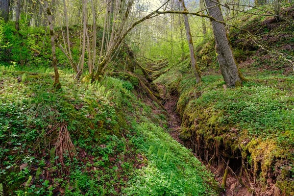 Uma Ravina Floresta Uma Bela Floresta Primavera Natureza Paisagem — Fotografia de Stock