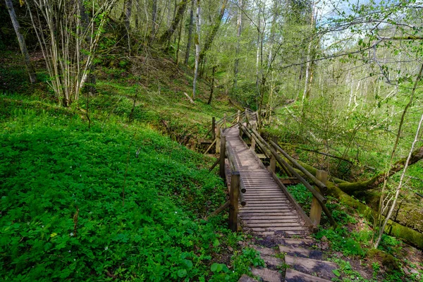 Prancha Madeira Percursos Pedestres Floresta Parque Nacional Gauja Sigulda — Fotografia de Stock