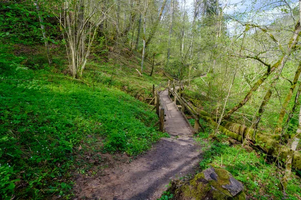 Prancha Madeira Percursos Pedestres Floresta Parque Nacional Gauja Sigulda — Fotografia de Stock
