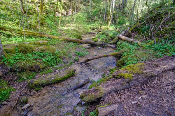 Pequeno Rio Flui Através Das Florestas Intocadas Letónia Parque Nacional — Fotografia de Stock