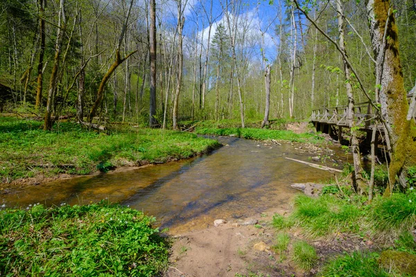 Malá Řeka Teče Nedotčenými Lesy Lotyšska Národní Park Gaujas Sigulda — Stock fotografie