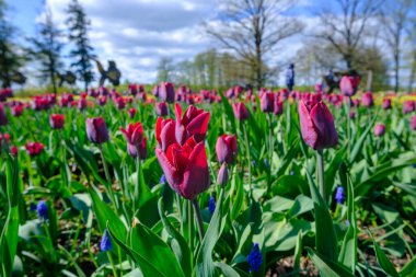 Bahçede koyu kırmızı laleler çiçek açar. Güzel koyu yapraklı lale çiçeği. Erken bir bahar.