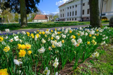 Pakrujis, Litvanya - 5 Mayıs 2023: Pakruojis malikânesi ve kurulumu, Pakistan, Litvanya. Çiçek festivali. Baltık ülkeleri, Avrupa.