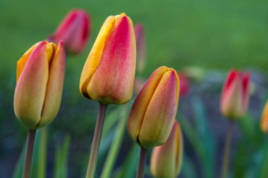 Bahçede farklı renkte laleler çiçek açar. İlkbaharın başlarında güzel renkli yapraklar için lale çiçekleri.