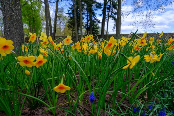 Stock image Narcissus field in bloom on spring, many narcissus flowers blooming in garden