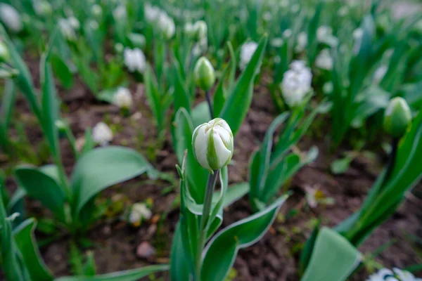 White tulip flowers. Tulip flowers for beautiful white petals in early spring.