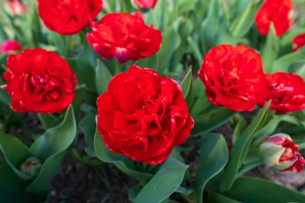 Red tulips are blooming in the garden. Tulip flower with beautiful red petals. An early spring.