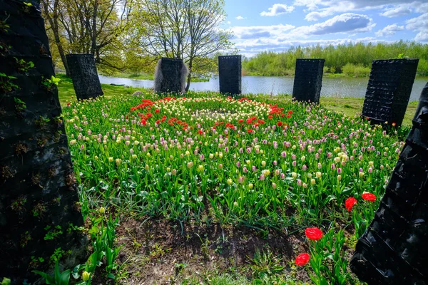 stock image Tulips of different colors bloom in the garden. Tulip flower with beautiful red petals. An early spring