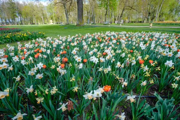 Narzissenfeld Blüht Frühling Viele Narzissenblumen Blühen Garten — Stockfoto
