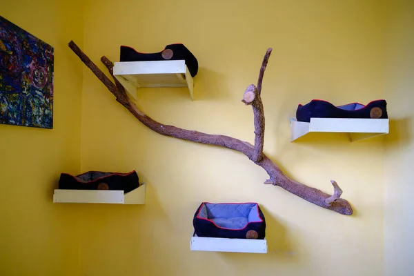 stock image Four cat beds against the wall. Warm, soft beds in a cat hotel.