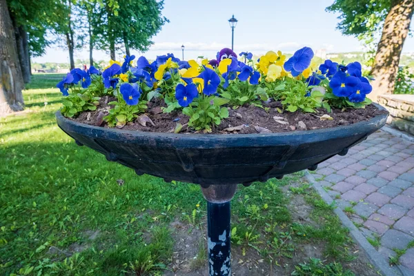 stock image Planting pansies in a pot, yellow blue flowers.