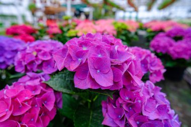 Demlik içinde ortanca fideleri. Modern bir serada çiçekler. Çiçek yetiştirmek için seralar. Çiçekçilik endüstrisi. Ekolojik çiftlik. Aile işi.