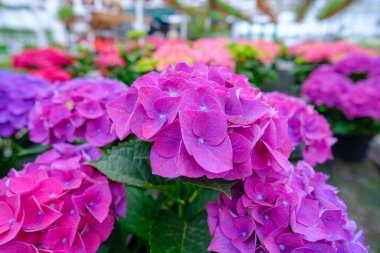 Demlik içinde ortanca fideleri. Modern bir serada çiçekler. Çiçek yetiştirmek için seralar. Çiçekçilik endüstrisi. Ekolojik çiftlik. Aile işi.