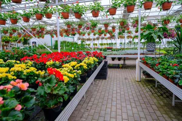 stock image Flowers in a modern greenhouse. Greenhouses for growing flowers. Floriculture industry. Ecological farm. Family business.