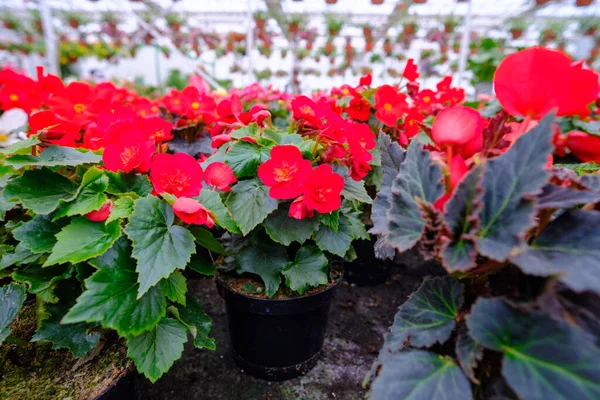 stock image Flowers in a modern greenhouse. Greenhouses for growing flowers. Floriculture industry. Ecological farm. Family business.