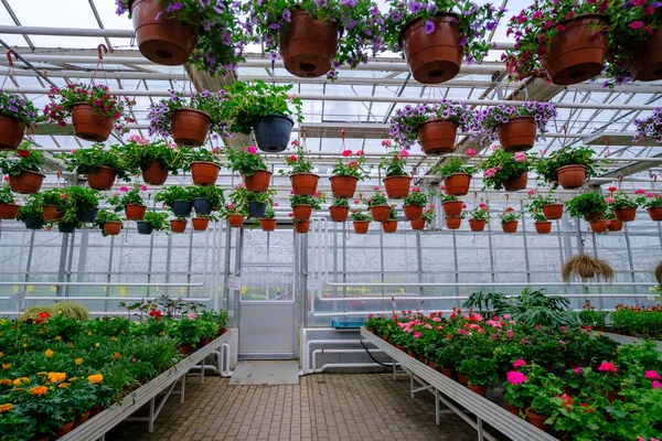 Flores Invernadero Moderno Invernaderos Para Cultivar Flores Industria Floricultura Granja — Foto de Stock
