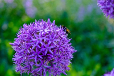 Allium hollandicum Pers soğanı sarımsaklı mor sansasyonel yağmur çiçeği, çiçek açmış süs çiçekleri. Parkta güzel bir çiçek.