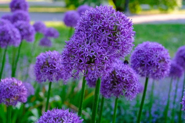 Allium Hollandicum Persan Oignon Hollandais Ail Violet Sensation Plante Fleurs — Photo