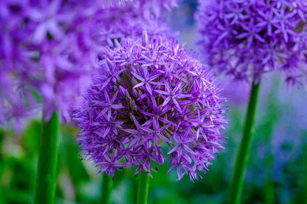 Allium Hollandicum Persian Onion Holländischer Knoblauch Violett Sensation Regen Blühende — Stockfoto