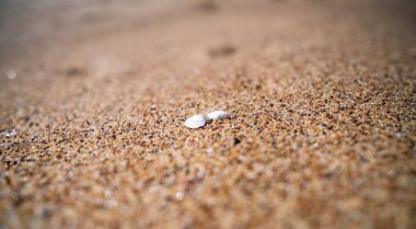 Deniz kumunda beyaz deniz kabuğu. Bulanık arkaplan, yakın plan.