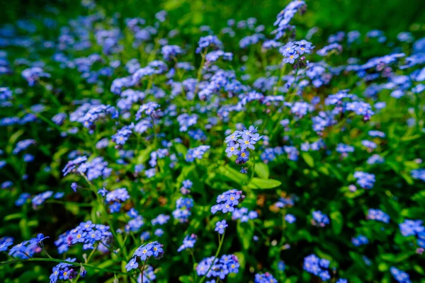 Pequeno Céu Delicado Flores Floresta Azul Dia Ensolarado Desfocado Fundo Fotos De Bancos De Imagens