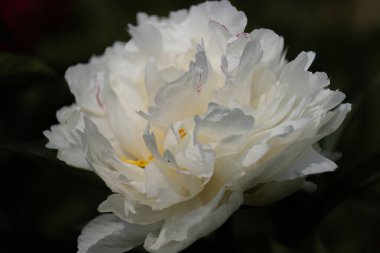 Karanlık bir arka planda beyaz şakayık çiçeği. İpek yapraklı güzel şakayık çiçeği. Farklı türlerden seçilmiş çiçekler.