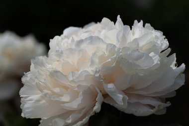 Karanlık bir arka planda beyaz şakayık çiçeği. İpek yapraklı güzel şakayık çiçeği. Farklı türlerden seçilmiş çiçekler.