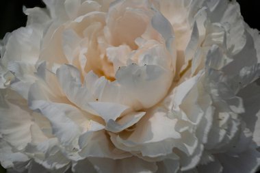 Karanlık bir arka planda beyaz şakayık çiçeği. İpek yapraklı güzel şakayık çiçeği. Farklı türlerden seçilmiş çiçekler.