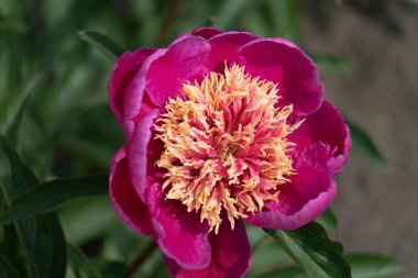 Kırmızı şakayık çiçeği, yakın plan seçici odaklı ve koyu bulanık arkaplan. İpeksi yapraklar. Seçili şakayıklar