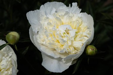 Karanlık bir arka planda beyaz şakayık çiçeği. İpek yapraklı güzel şakayık çiçeği. Farklı türlerden seçilmiş çiçekler.