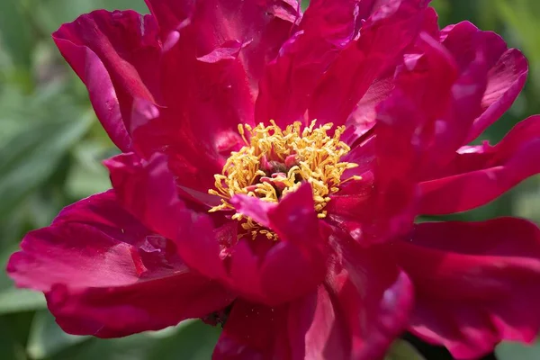 Flor Peônia Vermelha Close Com Foco Seletivo Fundo Escuro Turvo — Fotografia de Stock