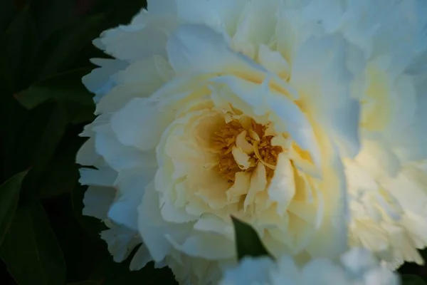 Biały Kwiat Piwonii Ciemnym Rozmytym Tle Piękny Kwiat Piwonii Jedwabnymi — Zdjęcie stockowe