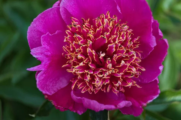 Série Flores Verão Belas Flores Peônia Rosa Jardim Fundo Borrão — Fotografia de Stock