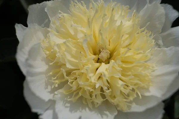 White peony flower on a dark blurred background. The beautiful peony flower with silk petals. Selected flowers of different varieties.