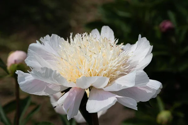 White peony flower on a dark blurred background. The beautiful peony flower with silk petals. Selected flowers of different varieties.