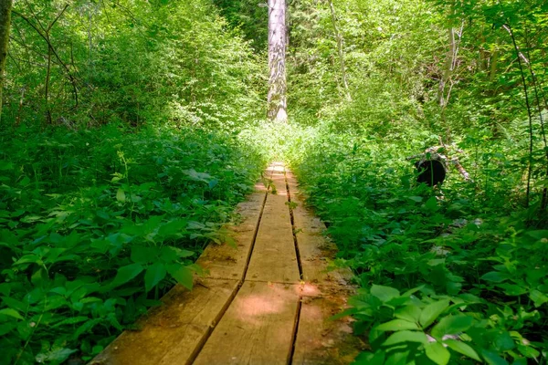 Wooden Boardwalk Winds Bends Lush Green Tropical Forest Ferns Trees — Stock fotografie