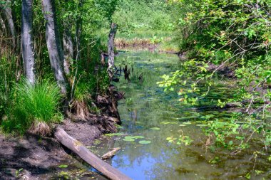 Sıcak yaz, çok az yağmur. Bataklık kanalı susuz kaldı. çeşitli su bitkileri kenarlarda yetişir..