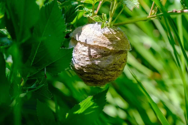 Wasps Nest Forest Summer Wild Bees Gray Paper House Hanging — Stock Photo, Image