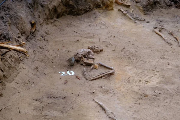 stock image Archaeological excavations and finds. Skeletal bones in a human burial Detail of ancient research, prehistory. Zilaiskalns, Latvia.