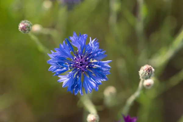在野外一朵蓝色的玉米花 一朵美丽的夏花 — 图库照片