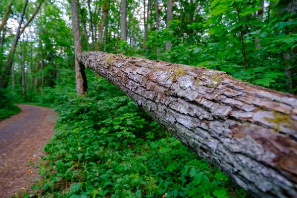 Árbol Caído Junto Sendero Peatonal Bosque —  Fotos de Stock