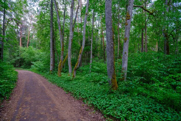 Hermoso Camino Vacío Que Atraviesa Bosque Desaparece Distancia Bosque Espeso —  Fotos de Stock