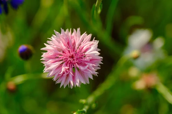 Eine Schöne Rosa Kornblume Auf Einer Wiese Mitten Sommer Schöne — Stockfoto