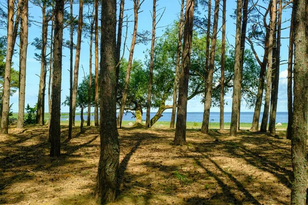 Kihnu Sziget Észtországban Gyönyörű Kilátás Partról Fenyőerdőn Keresztül Balti Tengerig — Stock Fotó