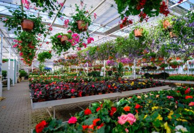 Çiçekli büyük cam bir sera. Seralarda çiçek yetiştirmek. Modern bir çiçek serasının içi. Ekolojik büyüme yolu. Saksıda çiçekler