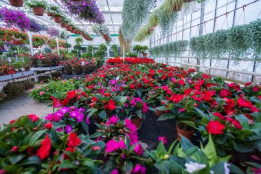 Çiçekli büyük cam bir sera. Seralarda çiçek yetiştirmek. Modern bir çiçek serasının içi. Ekolojik büyüme yolu. Saksıda çiçekler