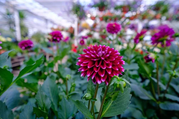 Duża Szklarnia Kwiatami Hodowla Kwiatów Szklarniach Wnętrze Nowoczesnej Szklarni Kwiatowej — Zdjęcie stockowe